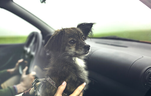Porträt eines kleinen Hundes in einem Auto, der während der Fahrt zur Seite schaut - DAPF00812