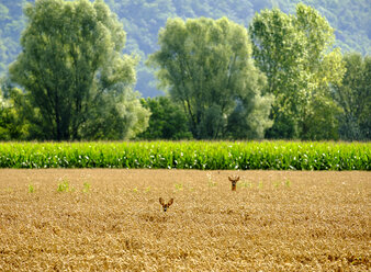 Roe deer and fawn in a field - SIEF07554