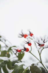 Snow covered rose hips - GWF05252