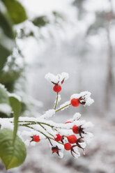 Schneebedeckte Hagebutten - GWF05253