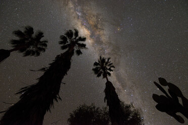 Namibia, Region Khomas, bei Uhlenhorst, Astrofoto, Band der Milchstraße mit galaktischem Zentrum und Palmen und Kakteen im Vordergrund - THGF00006