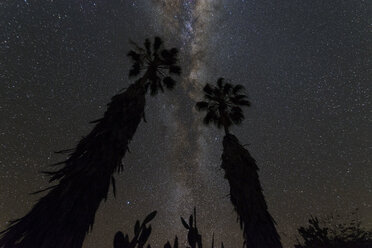 Namibia, Region Khomas, bei Uhlenhorst, Astrofoto, Milchstraßenband mit Palmen im Vordergrund - THGF00007