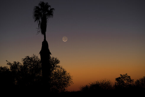 Namibia, Region Khomas, bei Uhlenhorst, Astrofoto, untergehende Neumondsichel mit Palmen im Vordergrund - THGF00010