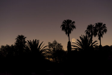 Namibia, Region Khomas, bei Uhlenhorst, Astrofoto, untergehende Neumondsichel mit Palmen im Vordergrund - THGF00011