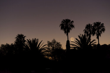 Namibia, Region Khomas, near Uhlenhorst, Astrophoto, setting New Moon crescent with palm trees in foreground - THGF00011