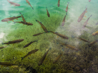 Kroatien, Nationalpark Plitvicer Seen, Fische im See - AMF05479