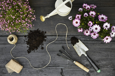 Gardening tools and blooming plants on dark wood stock photo