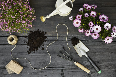 Gardening tools and blooming plants on dark wood - PDF01405