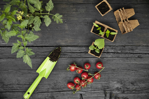 Handkelle, Tomaten, Tomatenpflanze und Setzlinge auf dunklem Holz, lizenzfreies Stockfoto