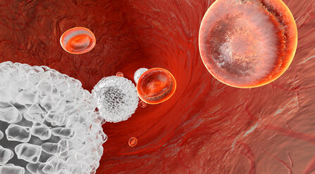 3D rendered Illustration of Erythrocytes and Leukocytes flowing in a Vein or Artery - SPCF00165