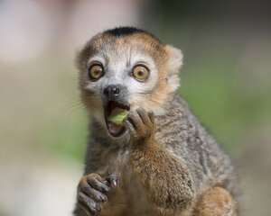 Portrait of eating crowned lemur with eyes wide open - MJOF01424