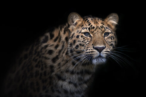 Porträt eines Amurleoparden vor schwarzem Hintergrund - MJOF01425