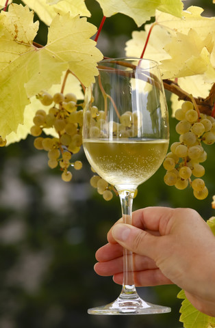 Hand holding glass of wine in front of vine stock photo