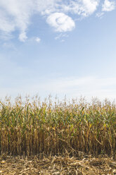 Cornfield at harvesttime - ASCF00760