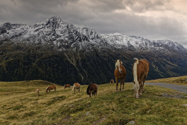 Österreich, Tirol, Ötztal, Sölden, Pferde auf Almwiese - GFF01031