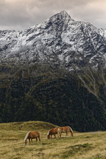 Austria, Tyrol, Oetztal, Soelden, horses on alpine meadow - GFF01032