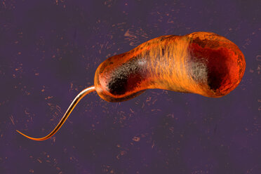 3D gerenderte Illustration einer Konvergenz zu einem Vibrio Cholerae Bakterium, das Cholera verursacht - SPCF00171
