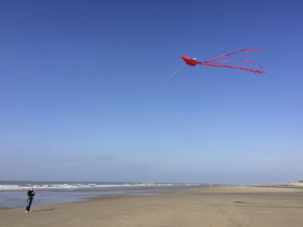 Belgien, Flanderns Küste, Nordseestrand, Mann fliegt Octupus-Stunt-Drachen - GWF05271
