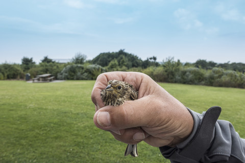 Eine Hand hält einen jungen, aus dem Nest gefallenen Sperling, lizenzfreies Stockfoto