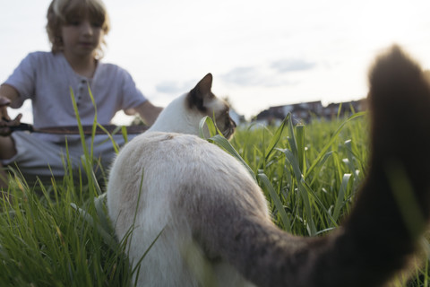 Katze und Junge zusammen auf einer Wiese, lizenzfreies Stockfoto