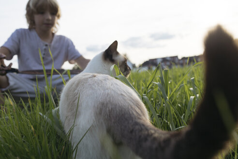 Katze und Junge zusammen auf einer Wiese - KMKF00018