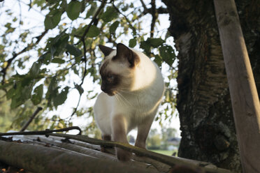 Siamesische Katze auf einem Ast - KMKF00019