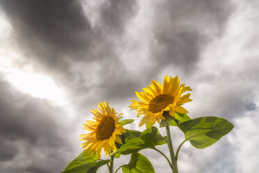Zwei Sonnenblumen gegen regnerische Wolken - SMAF00835