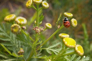 Marienkäfer auf gelber Blume - NGF00431