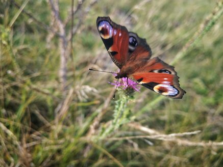 Aglais io - NGF00433