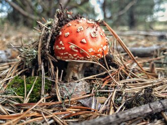 Fly agaric in forest - NGF00434