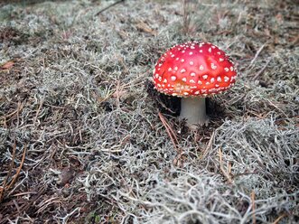 Fly agaric in forest - NGF00435