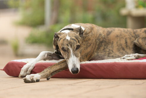 Porträt eines Windhundes, der auf einer Matte auf der Terrasse liegt - SKCF00325