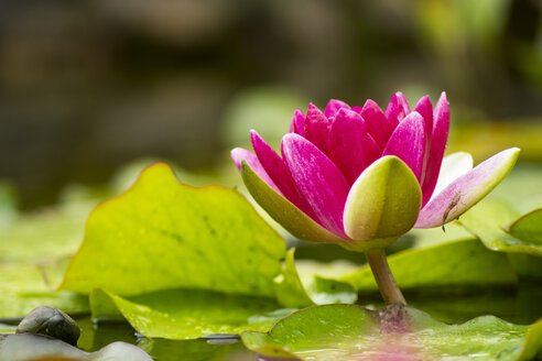 Rosa Seerose in einem Teich - PUF00765