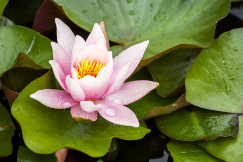 Feuchte rosa Seerose in einem Teich - PUF00766