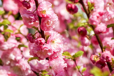 Mandelbaumzweige mit rosa Blüten - PUF00767