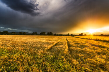 Großbritannien, Schottland, Fife, Gerstenfeld bei Sonnenuntergang - SMAF00839