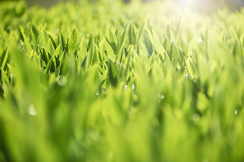 Grüne Blätter im Gegenlicht, lizenzfreies Stockfoto