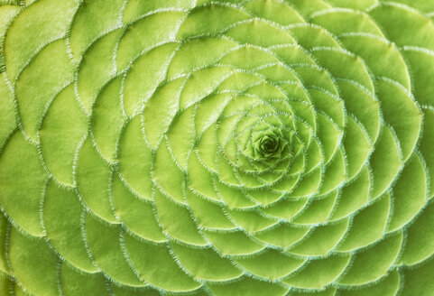 Aeonium balsamiferum, Nahaufnahme - GUFF00277