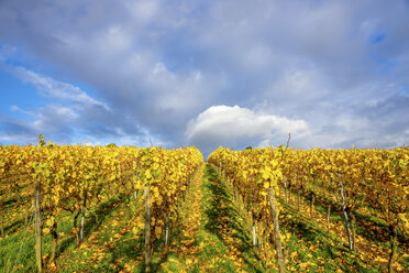 Germany, Hesse, Hessische Bergstrasse between Bensheim and Heppenheim in autumn - PUF00776