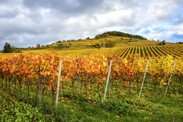 Deutschland, Hessen, Hessische Bergstraße zwischen Bensheim und Heppenheim im Herbst - PUF00777