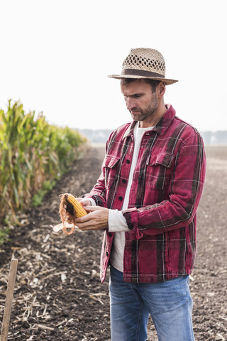 Landwirt auf einem Feld, der Maiskolben untersucht, lizenzfreies Stockfoto