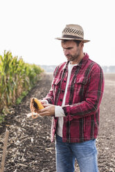 Landwirt auf einem Feld, der Maiskolben untersucht - UUF11905