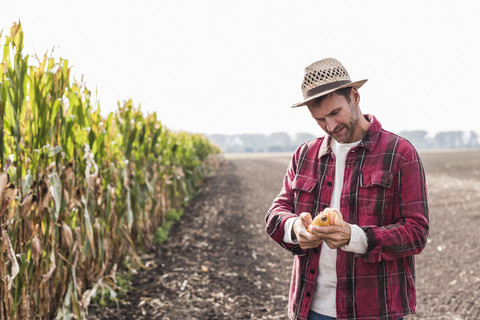 Landwirt auf einem Feld, der Maiskolben untersucht, lizenzfreies Stockfoto