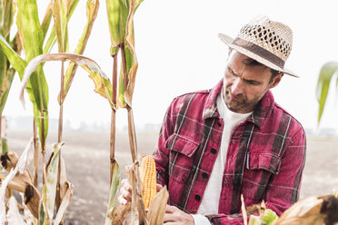 Farmer on field examining corn cob - UUF11907