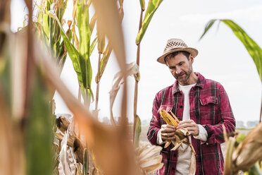 Farmer on field examining corn cob - UUF11908