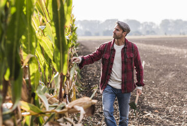 Farmer walking along cornfield examining maize plants - UUF11919