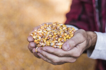 Grains of maize in hands - UUF11933