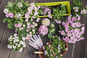 Verschiedene rosa blühende Topfpflanzen auf der Terrasse - GWF05282