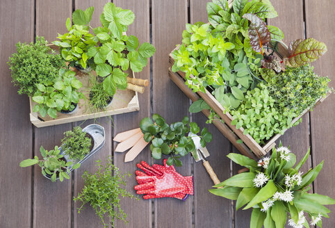 Various potted spice plants on terrace - GWF05283