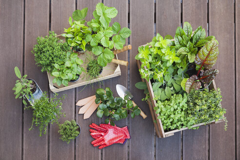 Various potted spice plants on terrace - GWF05284